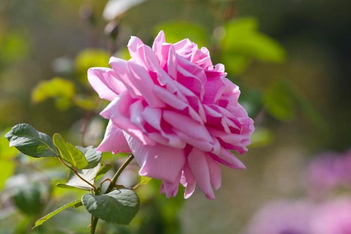 最初のHTとして知られる‛ラ フランス’はオールドローズの面影を色濃く残しています。咲き始めから散り際まで、全ステージが美しい。