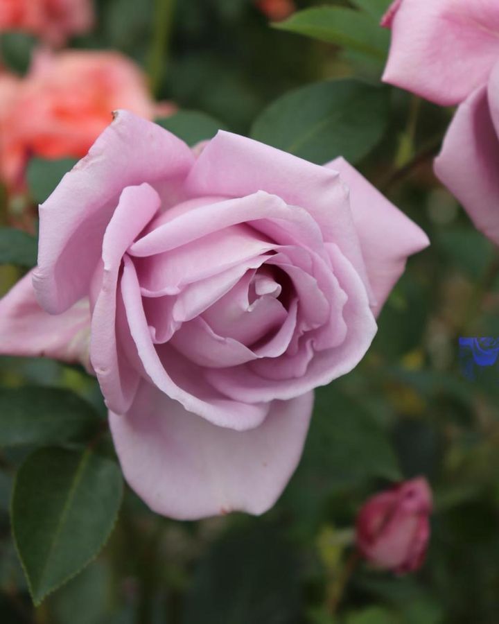 ブルーローズは最新品種が次々と誕生していますが、‘ブルームーン’は花の優美さと香り、名前のよさで人気を保ち続けています。