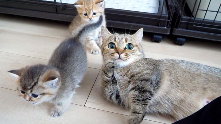 かまってアピールする母猫