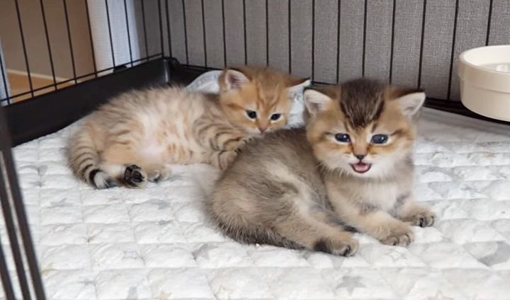 愛らしい子猫達