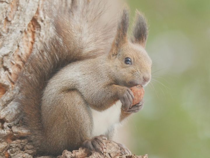 All About ニュース編集部が全国250人を対象に実施した「帰省手土産に関するアンケート」の調査結果から、帰省時の手土産にしたい「神奈川県のお土産」ランキングを発表！ 2位「クルミッ子（鎌倉紅谷）」を抑えた1位は？