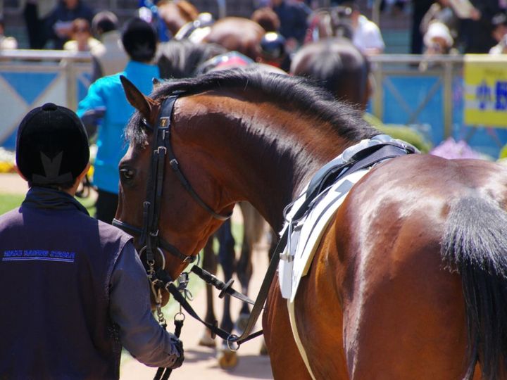 All About ニュース編集部が全国250人を対象に実施した「競馬場に関するアンケート」の調査結果から、好き＆行ってみたい「競馬場（中央競馬）」ランキングを発表！ 2位「札幌競馬場」「中山競馬場」を抑えた1位は？