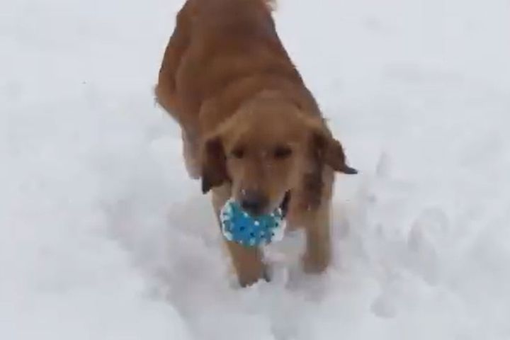 積もった雪の上を弾むように駆け回るゴールデンレトリバー／出典：walter santi