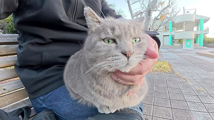 膝を床暖房にする猫
