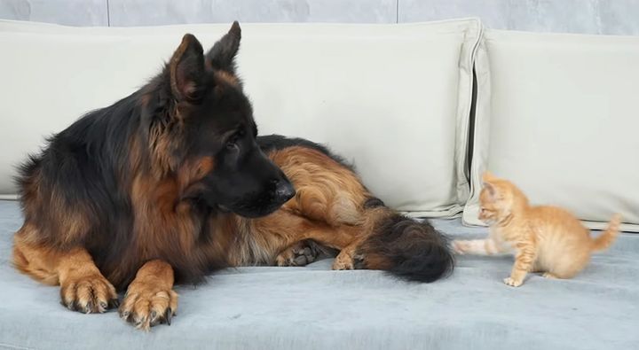 シェパードを襲う子猫