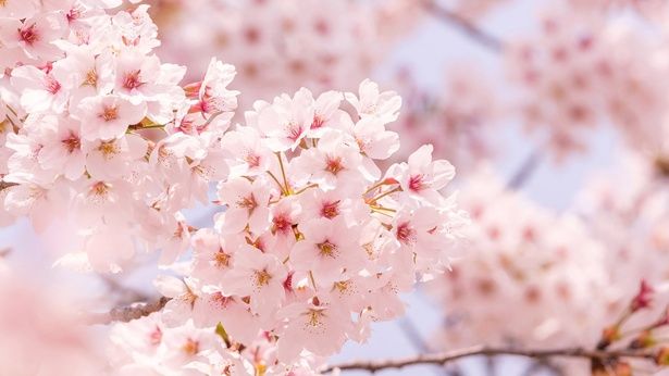 桜の開花は「ソメイヨシノ」が基準の理由とは （C）ばりろく／PIXTA