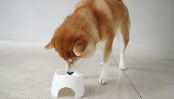 未利用の鹿・猪を活かした愛媛県産の無添加ペットおやつ「道後もぐもぐ」新発売