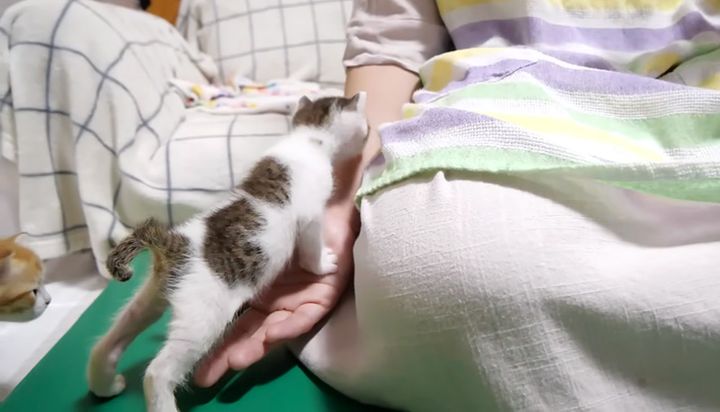 膝に登る子猫