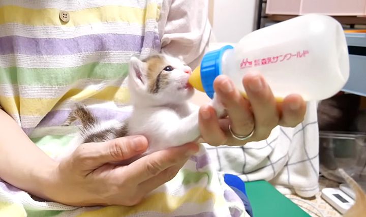 ミルクを飲む子猫