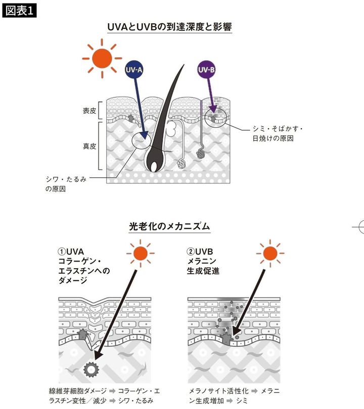紫外線が肌に与える影響。上図：紫外線UV-Aはシワ・たるみ、UV-Bはシミ・そばかす・日焼けの原因になる。下図：UVAはコラーゲン、エスチゲンへダメージを与え、UV-Bはメラニン生成を促進する
