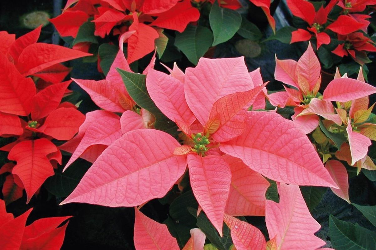 12月22日の花とは？【366日の誕生花と幸せの花言葉】 | TRILL【トリル】