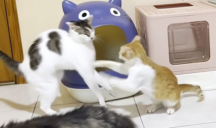 先住猫に猫パンチする子猫