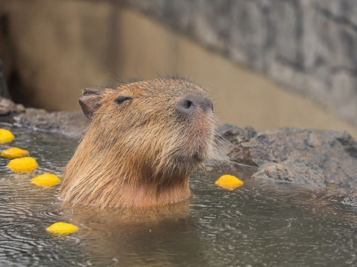 All About ニュース編集部が全国250人を対象に実施した「クリスマスに行きたい温泉地に関するアンケート」の調査結果から、クリスマスに行きたいと思う「静岡県（伊豆・熱海・東伊豆エリア）の温泉地」ランキングを発表！ 2位「伊東温泉」を抑えた1位は？