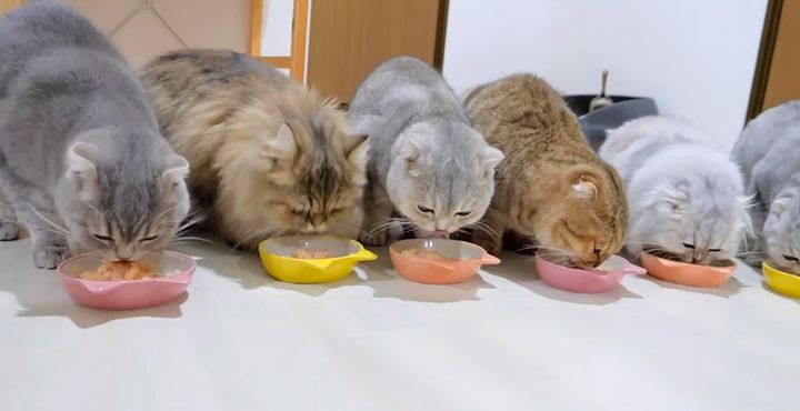ご飯を食べる猫の家族