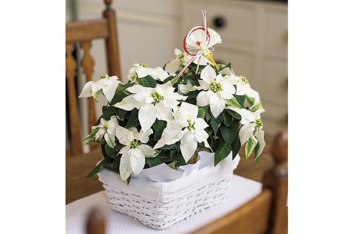 クリスマスが過ぎても楽しめる！【ポインセチア】のお正月風・飾り方アイデア