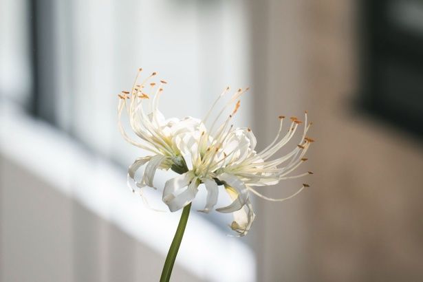 あやかしに選ばれた花嫁のみに渡される白い彼岸花 [c]2026「鬼の花嫁」製作委員会