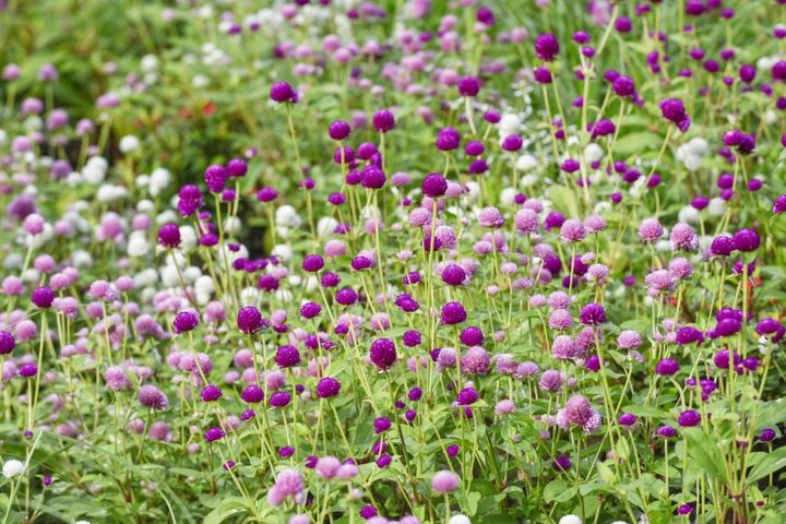 12月23日の花とは？【366日の誕生花と幸せの花言葉】