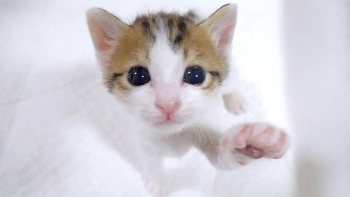 抱っこして欲しい子猫