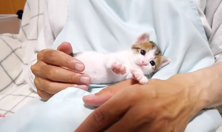 膝の上で甘える子猫