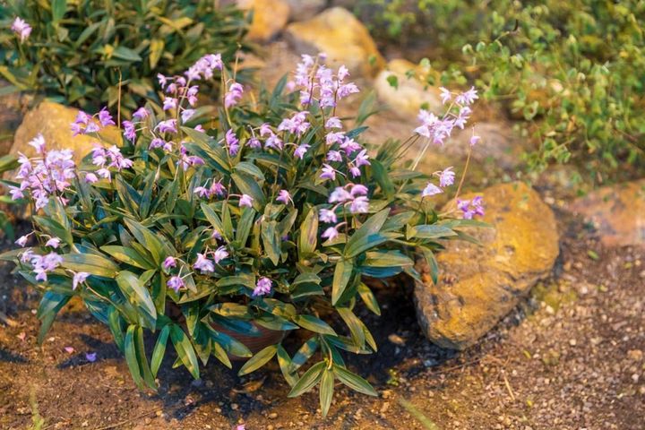 庭植えのようす