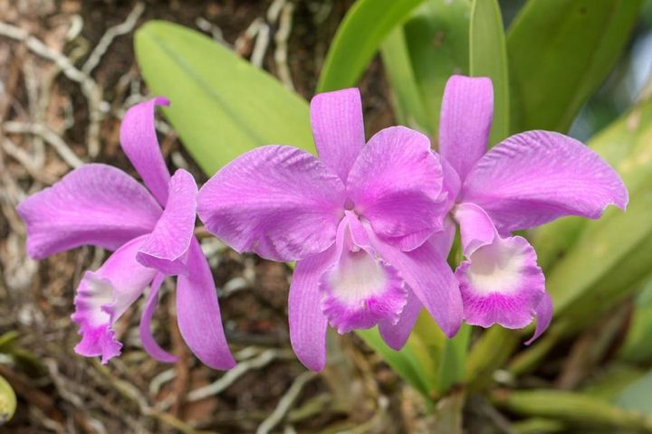 原産地で樹木に着生するカトレア