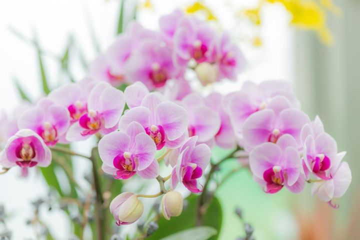 意外に簡単！初心者向け［洋ラン6種］の栽培ポイントと冬のケア方法【ガーデニング】