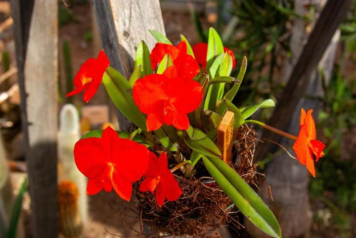 夏に木陰のハンギングバスケットで