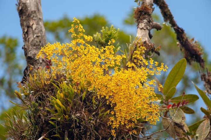 原産地のようす