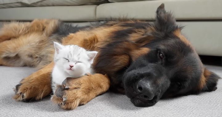 シェパードと眠る子猫