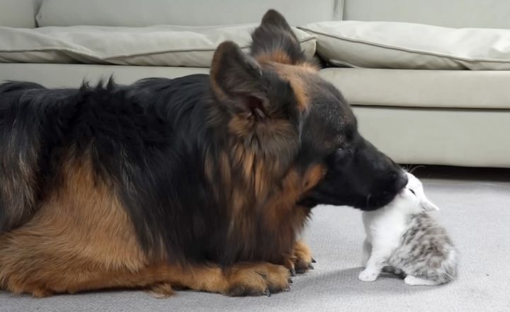 子猫が気になるシェパード