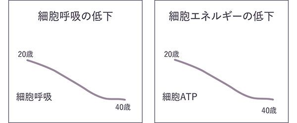 細胞呼吸の低下：細胞呼吸20歳→40歳／細胞エネルギーの低下：細胞ATP 20歳→40歳