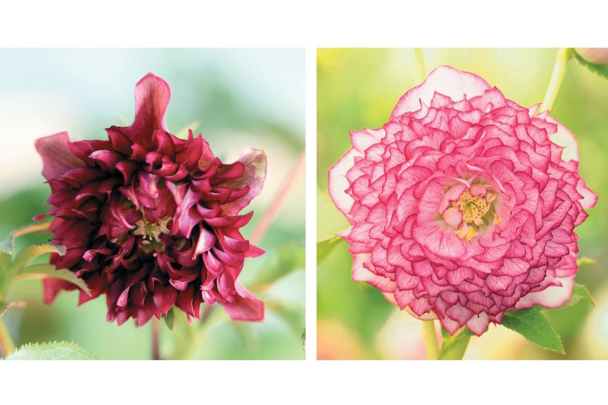 圧倒的なオーラを放つ多弁系【クリスマスローズ】2026年冬・注目の花