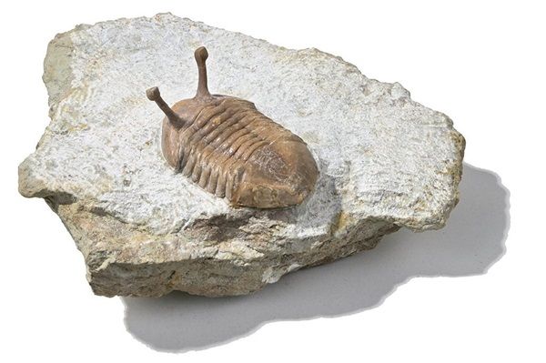 【静岡県静岡市】静岡科学館で企画展「古生代探検隊」開催。恐竜時代以前の生物の進化を展示で紹介