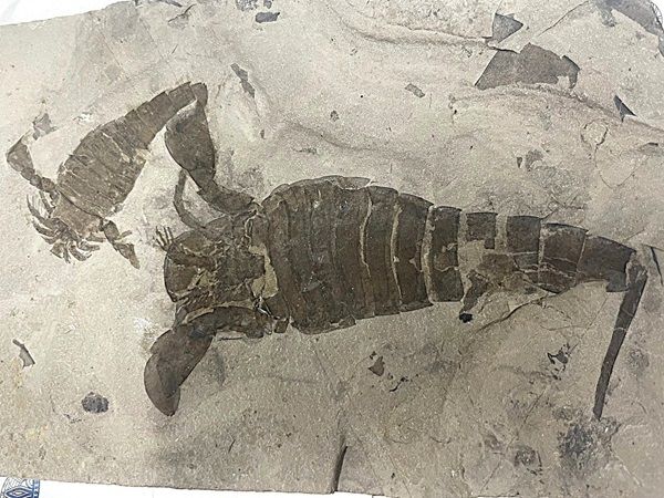 【静岡県静岡市】静岡科学館で企画展「古生代探検隊」開催。恐竜時代以前の生物の進化を展示で紹介