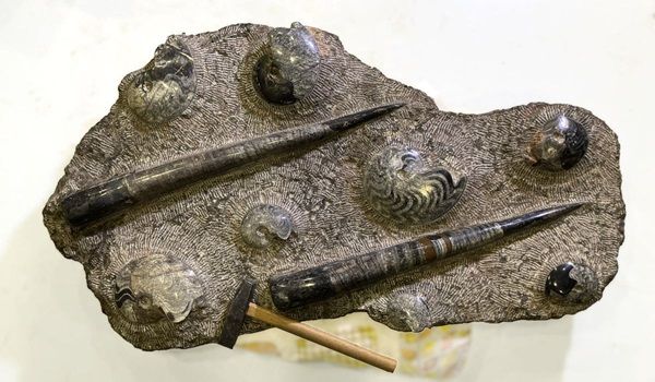 【静岡県静岡市】静岡科学館で企画展「古生代探検隊」開催。恐竜時代以前の生物の進化を展示で紹介