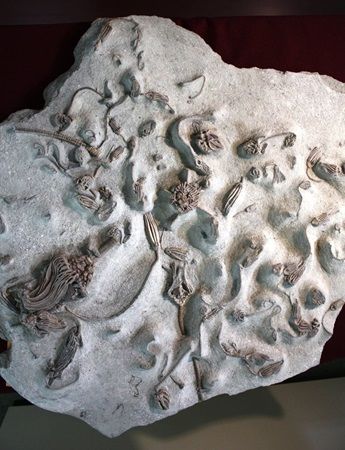 【静岡県静岡市】静岡科学館で企画展「古生代探検隊」開催。恐竜時代以前の生物の進化を展示で紹介