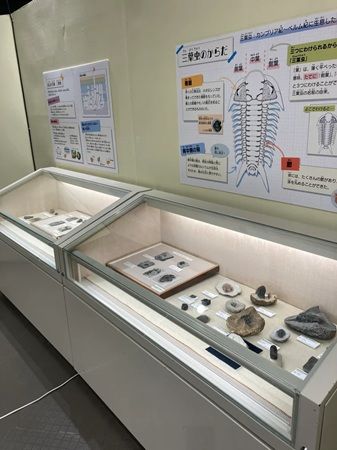 【静岡県静岡市】静岡科学館で企画展「古生代探検隊」開催。恐竜時代以前の生物の進化を展示で紹介