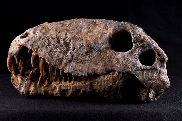 【静岡県静岡市】静岡科学館で企画展「古生代探検隊」開催。恐竜時代以前の生物の進化を展示で紹介