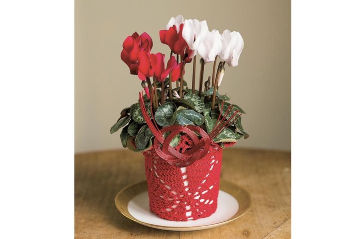 春まで室内で花が咲き続ける【シクラメン】のお正月風・飾り方アイデア