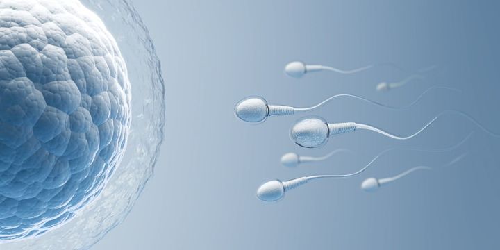 誕生日から見えてくる「受精の日」