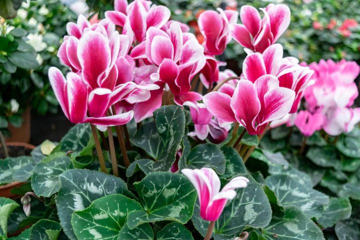 花弁に縁取りが入る覆輪タイプ