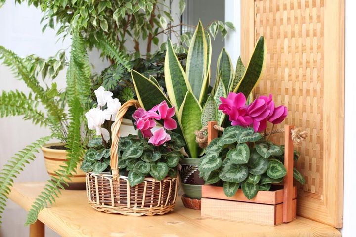 ネフロレピスやサンセベリアと