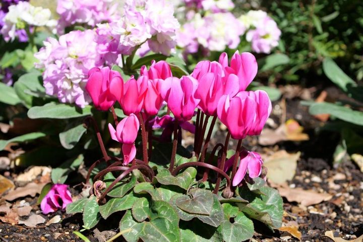 ストックと庭で育てるガーデンシクラメン