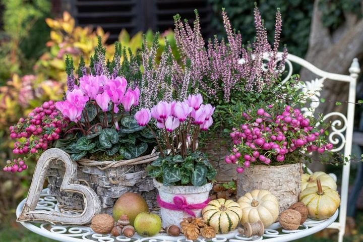 春まで咲き続ける［シクラメン］で、室内も戸外もかわいらしく！【ガーデニング】