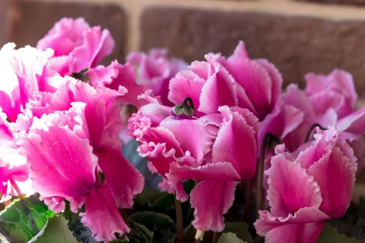 ギザギザの入るフリンジタイプ