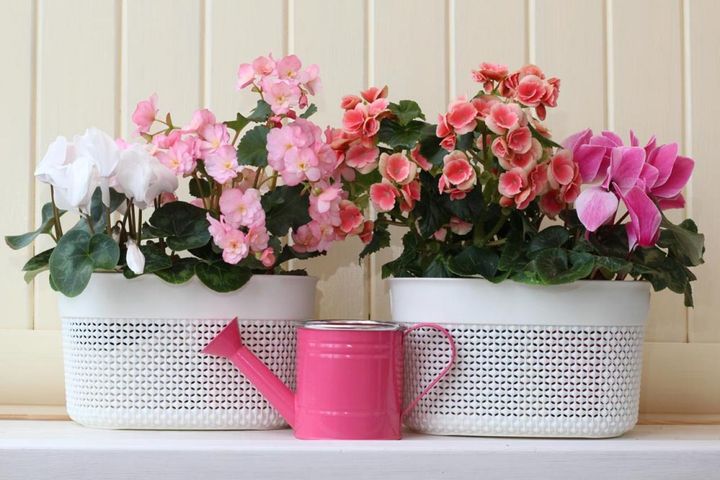 球根ベゴニアと