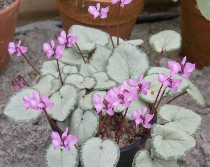 シクラメン・コウム