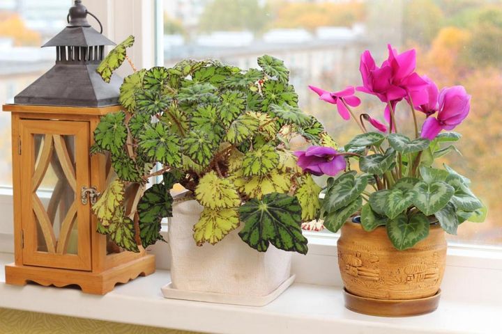 ベゴニア・レックスなどと窓辺で栽培