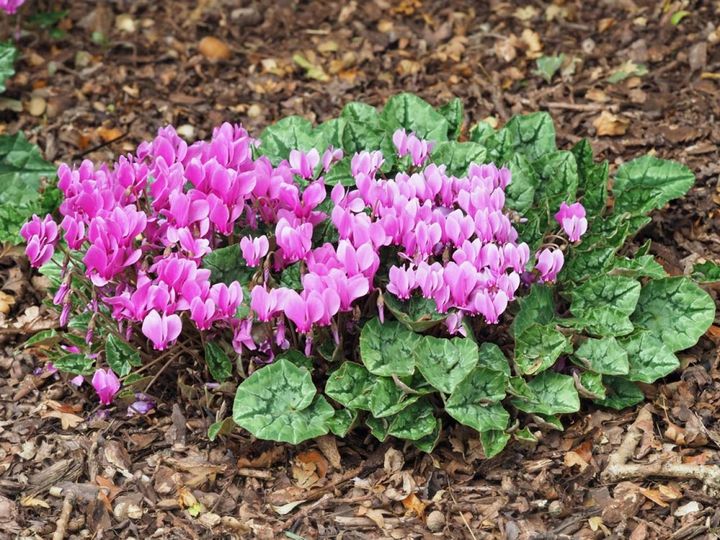 シクラメンの群植