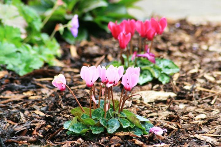 多くの園芸品種の親になったシクラメン・ペルシクム